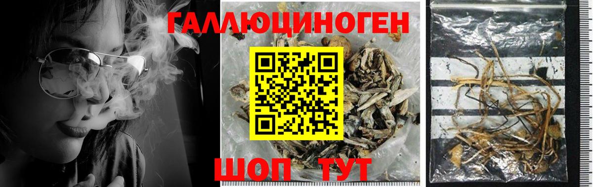 Псилоцибиновые грибы мицелий Бор